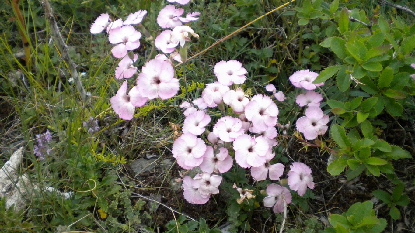 Valnontey 01 - Dianthus cfr.sylvestris